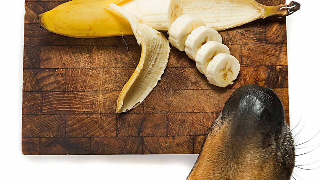 can dogs eat bananas