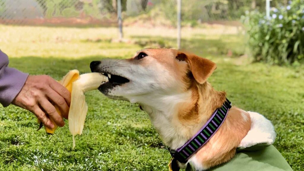 can dogs eat bananas