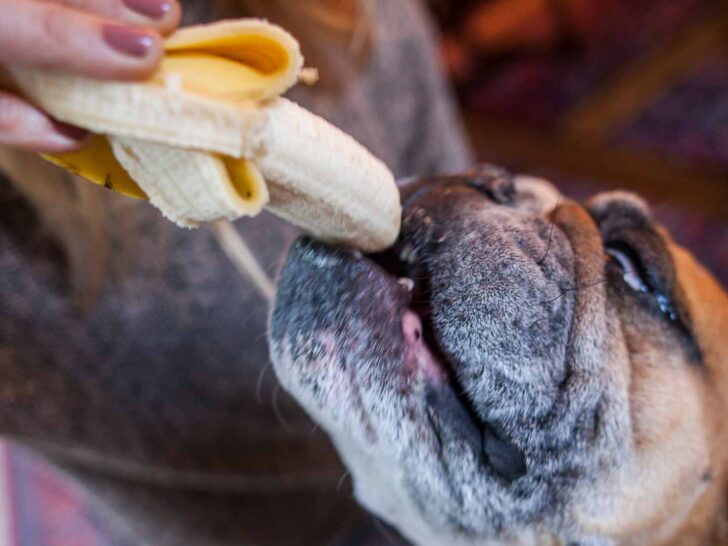 can dogs eat bananas