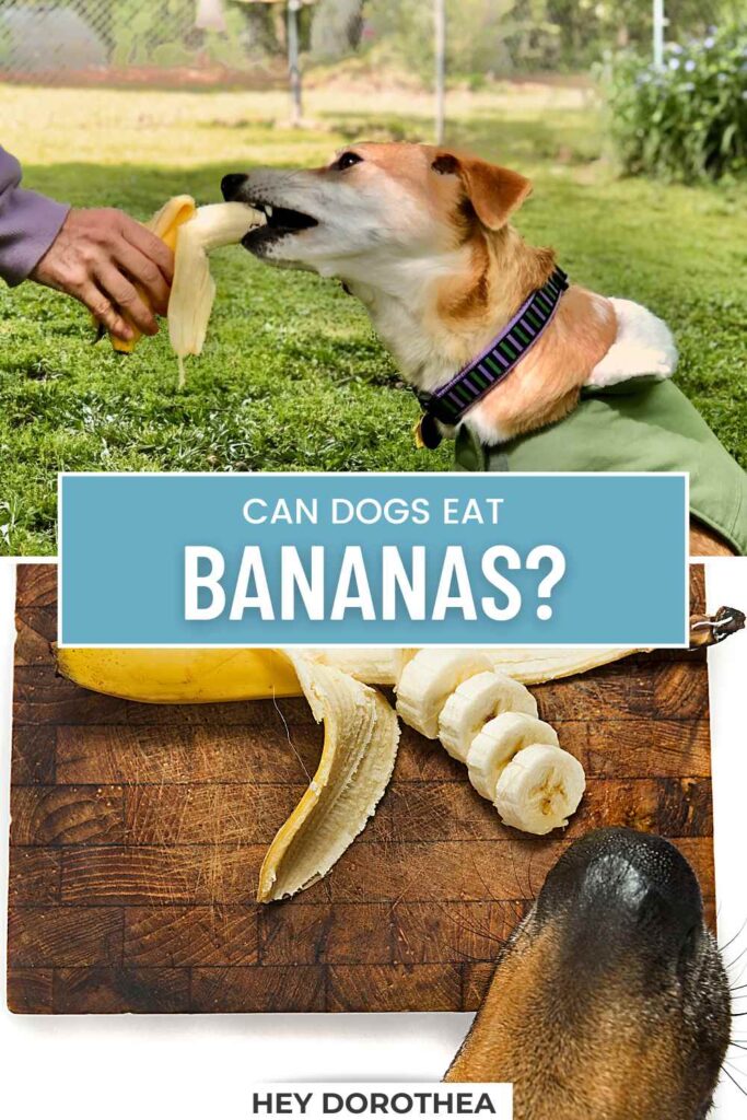 can dogs eat bananas pin