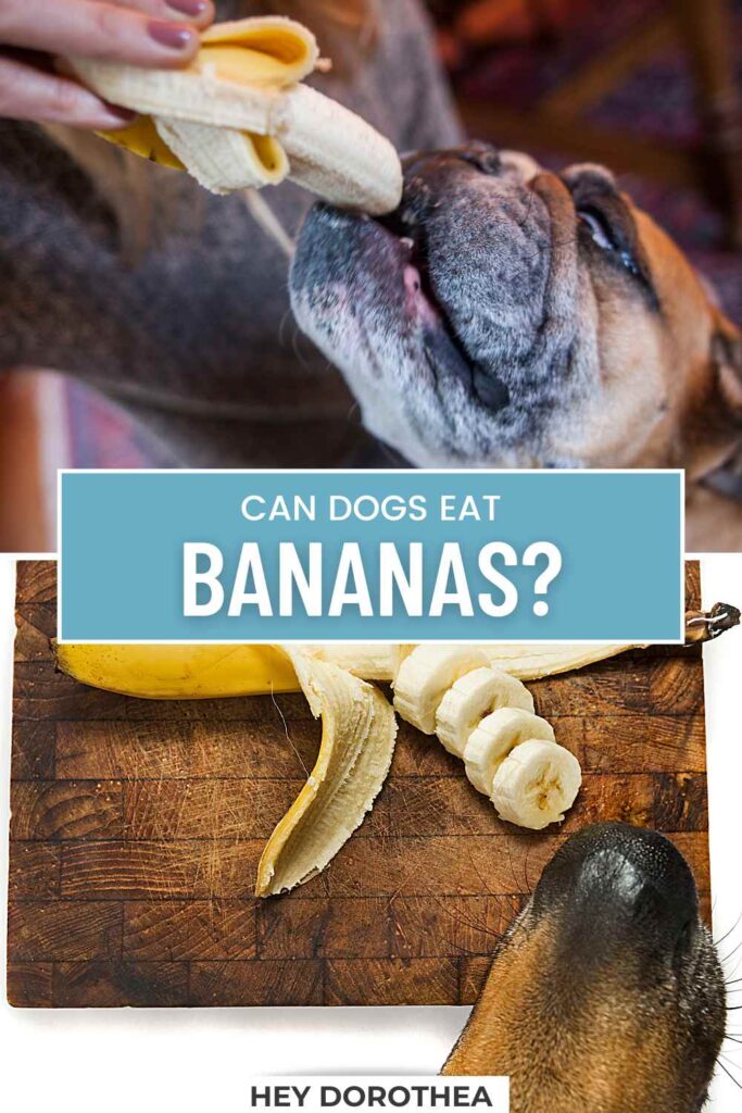 can dogs eat bananas pin