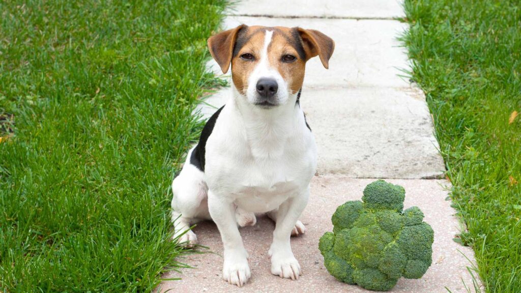 can dogs eat broccoli