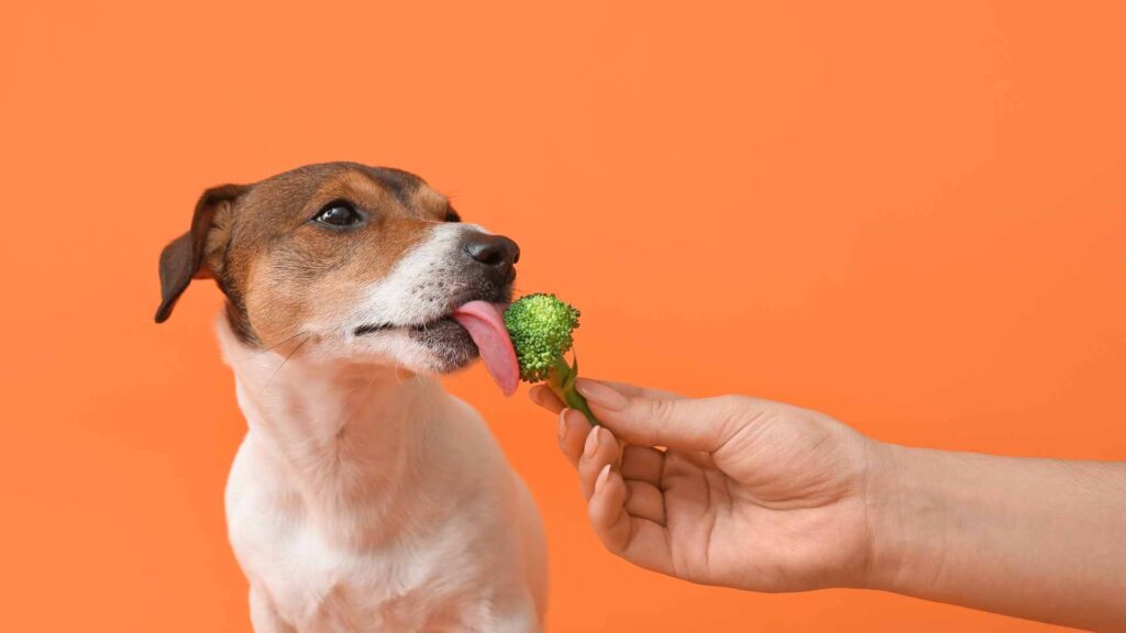 can dogs eat broccoli