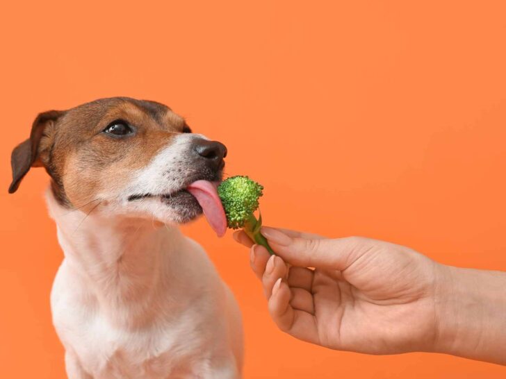 can dogs eat broccoli