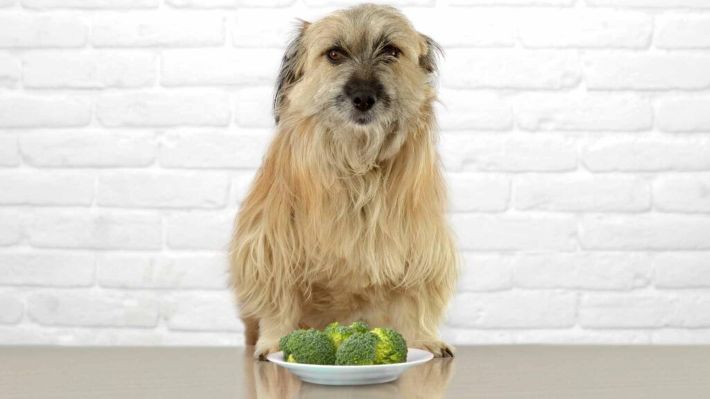 can dogs eat broccoli