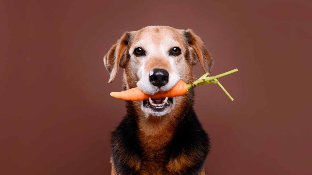 can dogs eat carrots