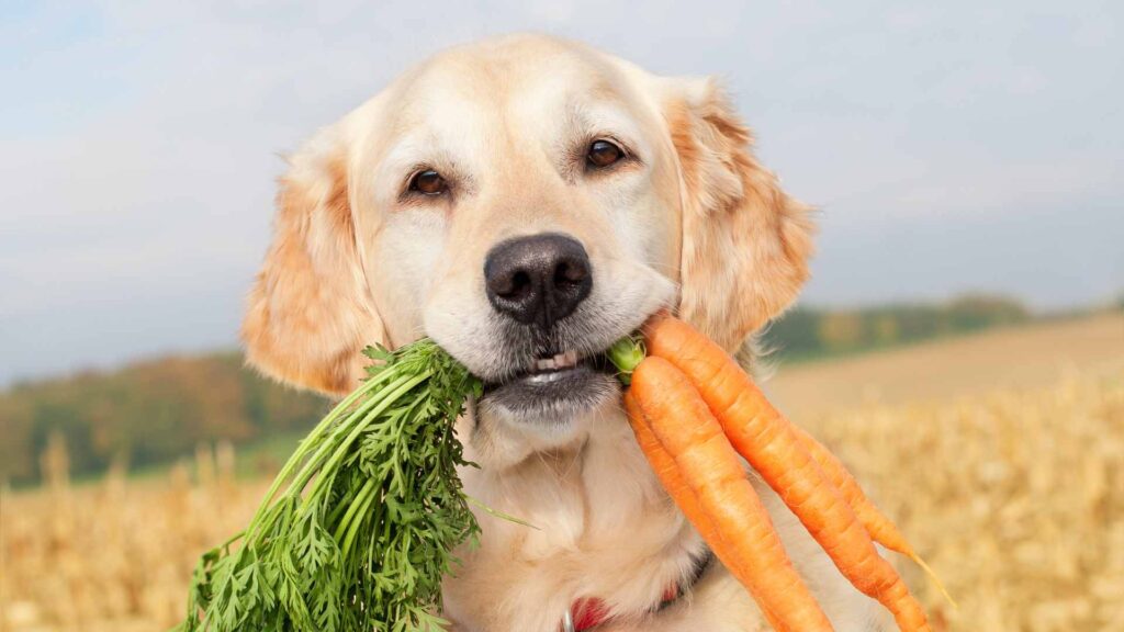 can dogs eat carrots