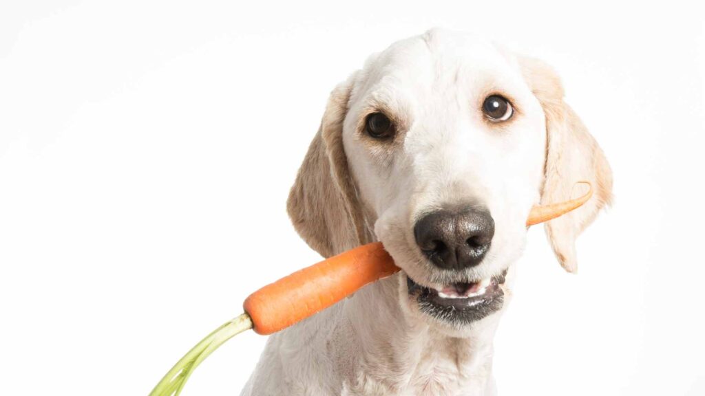 can dogs eat carrots