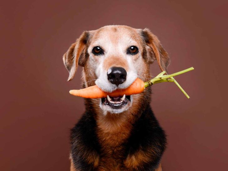 can dogs eat carrots