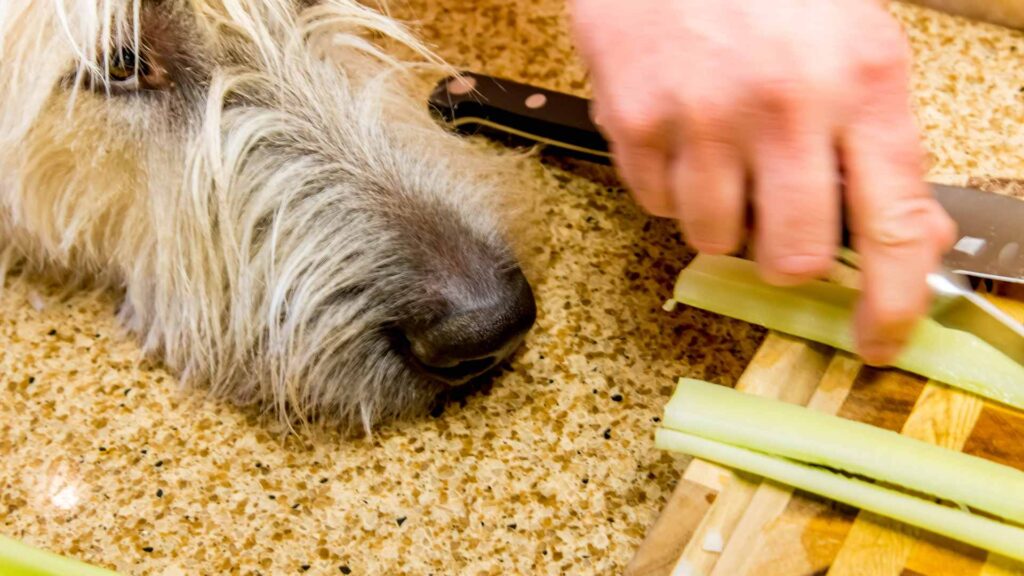 can dogs eat celery