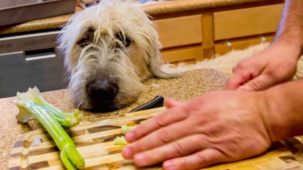 can dogs eat celery