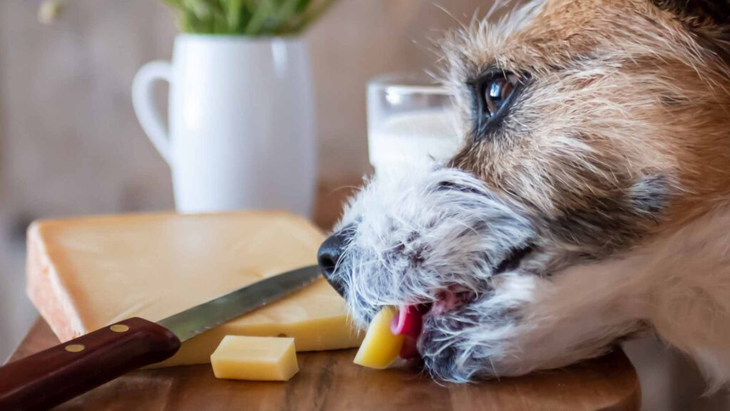 can dogs eat cheese