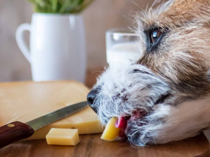 can dogs eat cheese