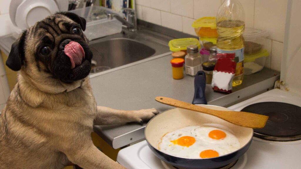 can dogs eat eggs