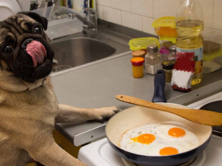 can dogs eat eggs