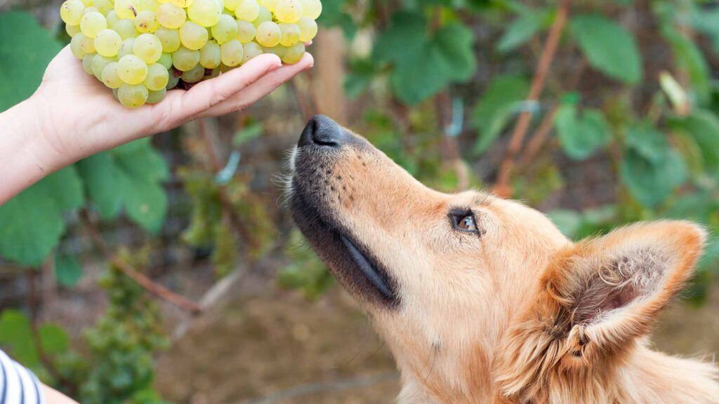 can dogs eat grapes