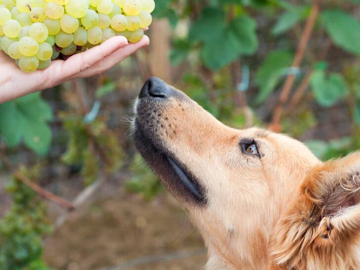 can dogs eat grapes