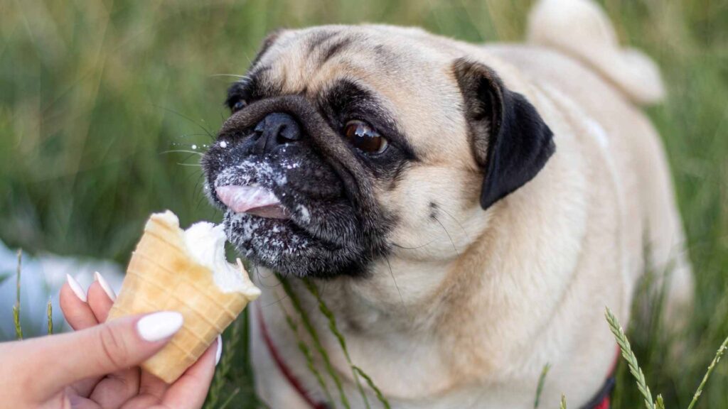 can dogs eat ice cream