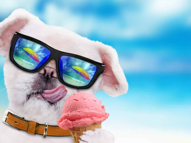 can dogs eat ice cream