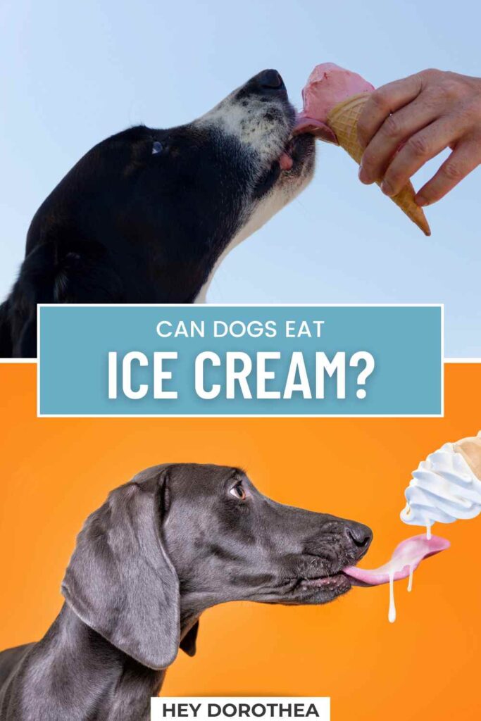 can dogs eat ice cream pin