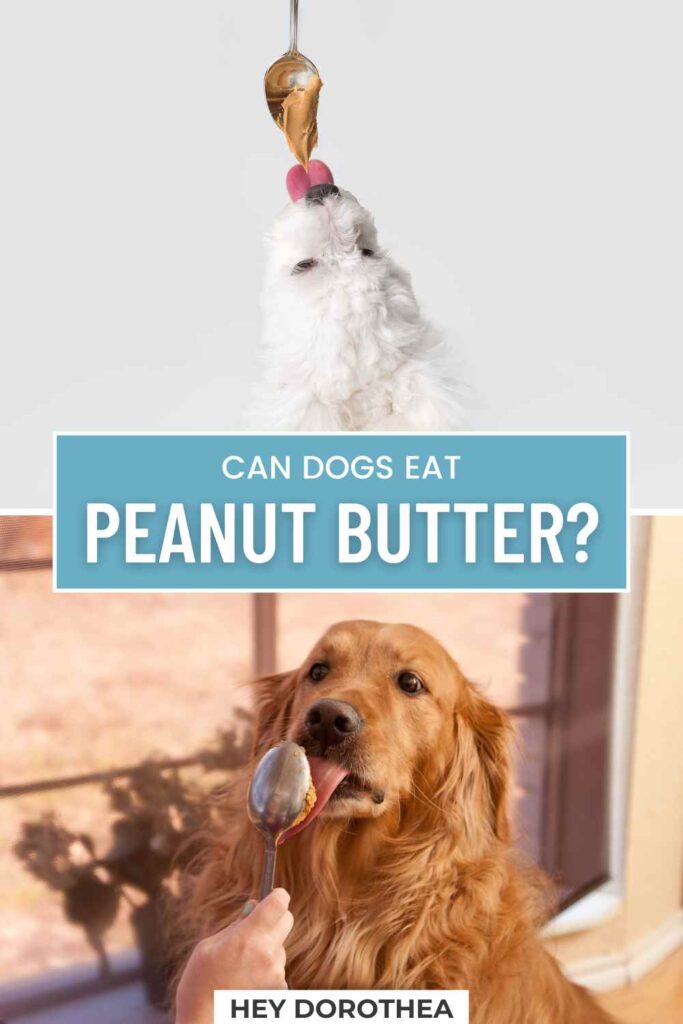 can dogs eat peanut butter pin