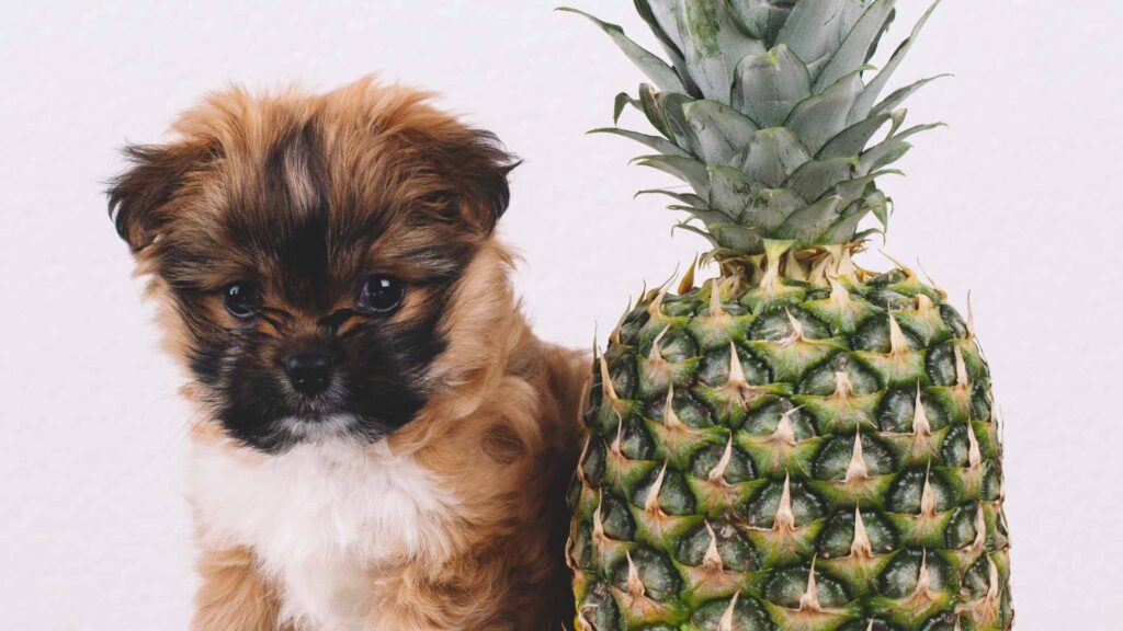 can dogs eat pineapple