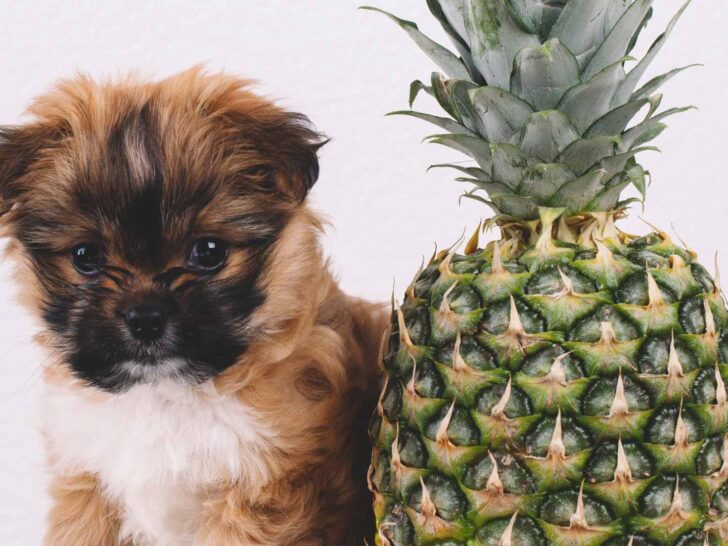 can dogs eat pineapple