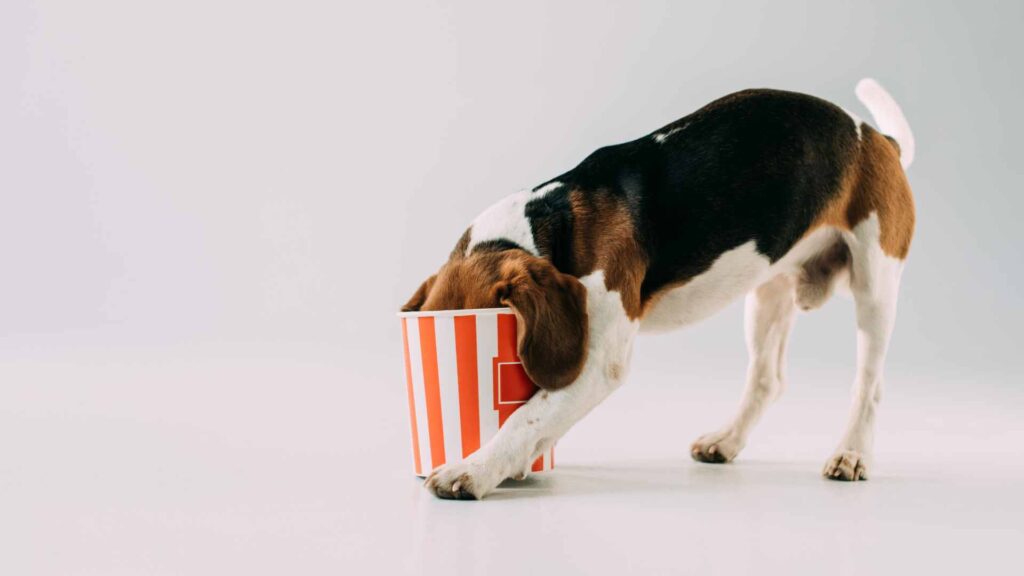 can dogs eat popcorn