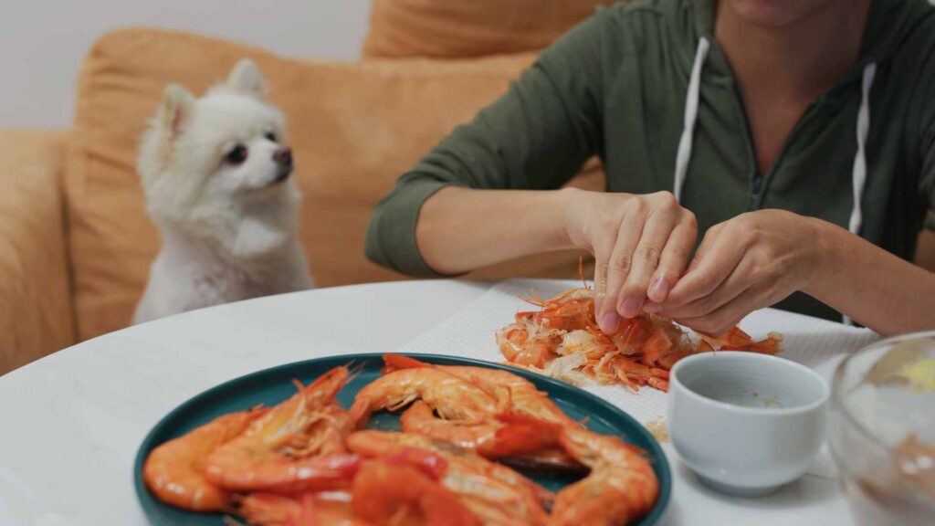 can dogs eat shrimp