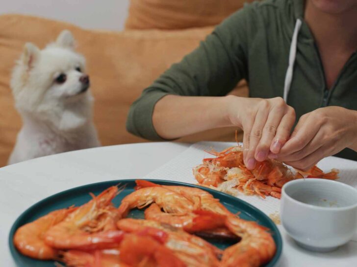 can dogs eat shrimp