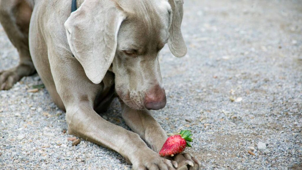 can dogs eat strawberries