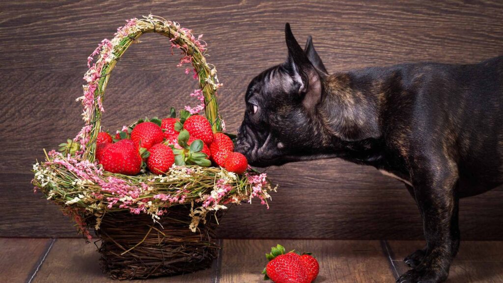 can dogs eat strawberries