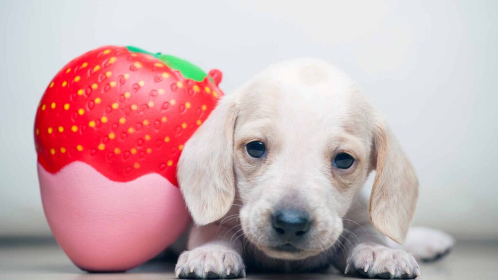 can dogs eat strawberries