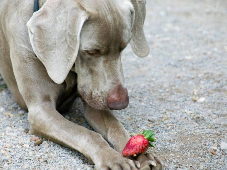 can dogs eat strawberries