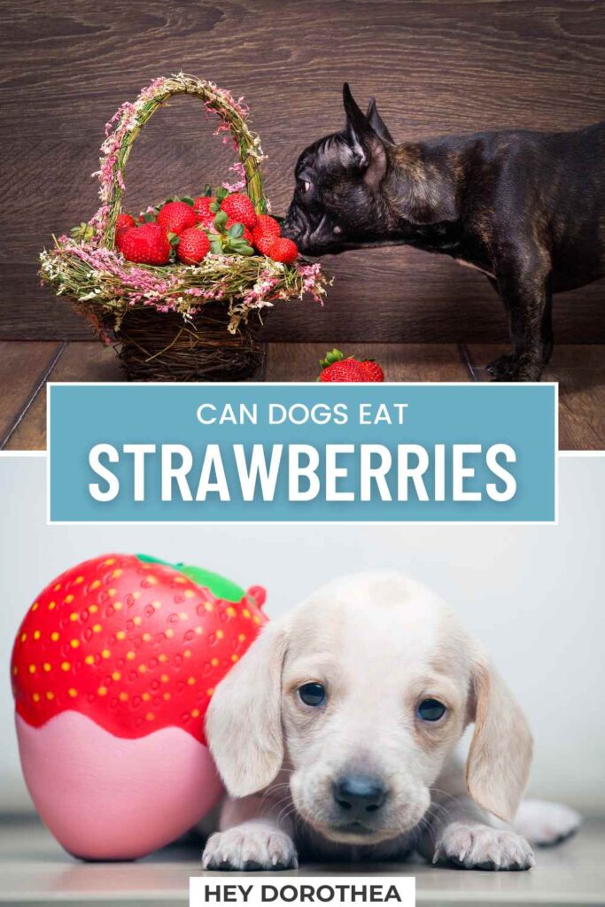 can dogs eat strawberries pin