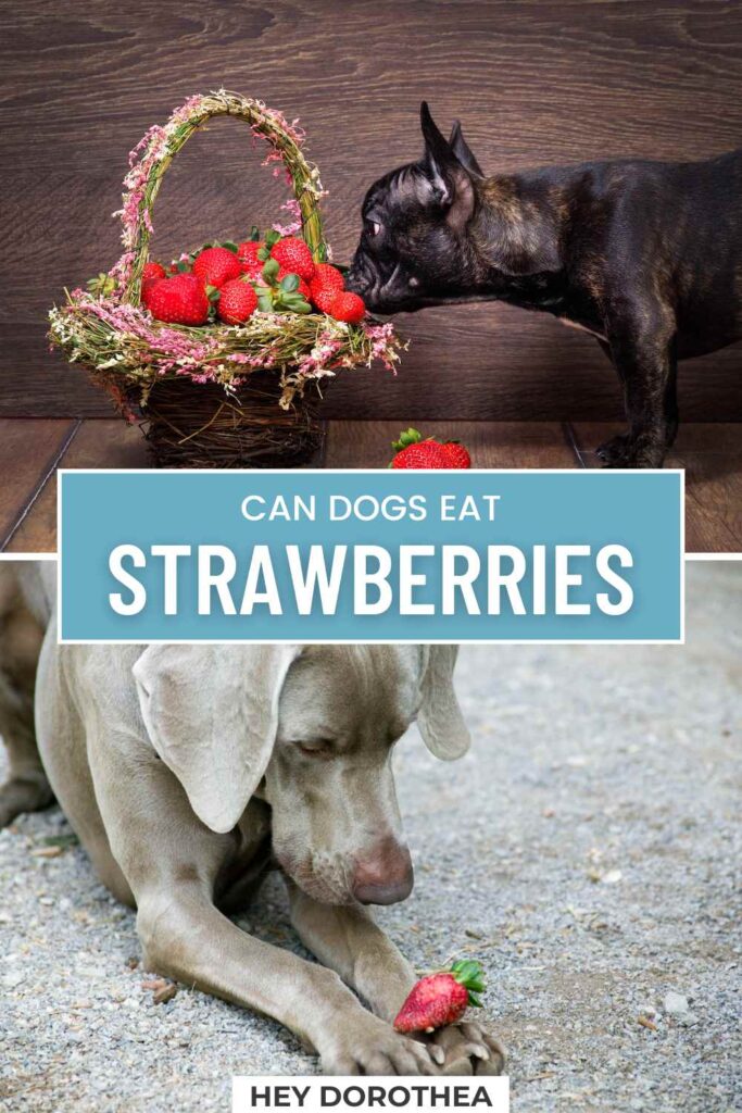 can dogs eat strawberries pin