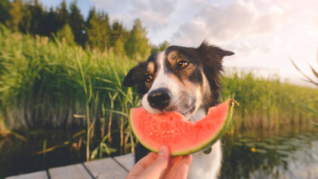 can dogs eat watermelon