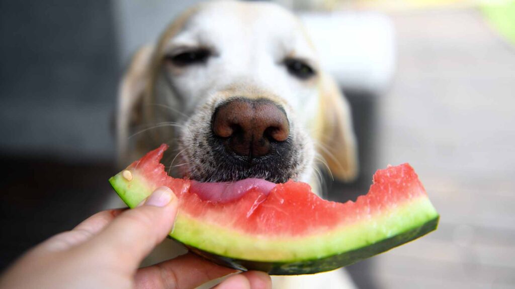 can dogs eat watermelon