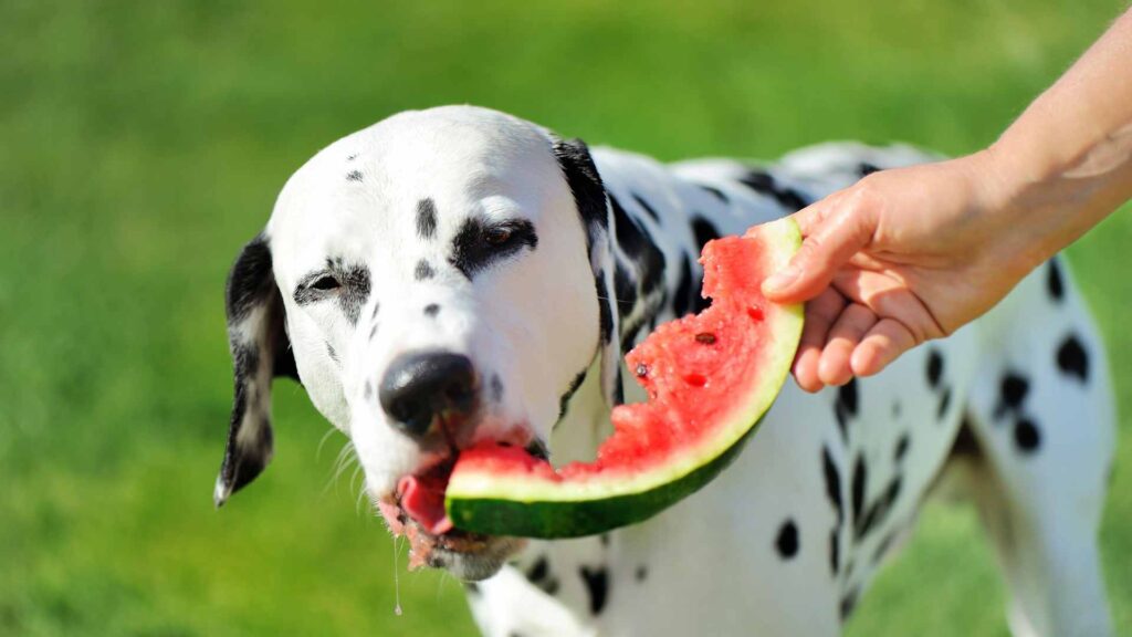 can dogs eat watermelon