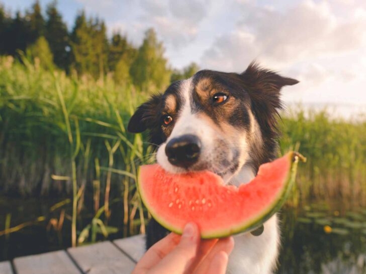 can dogs eat watermelon