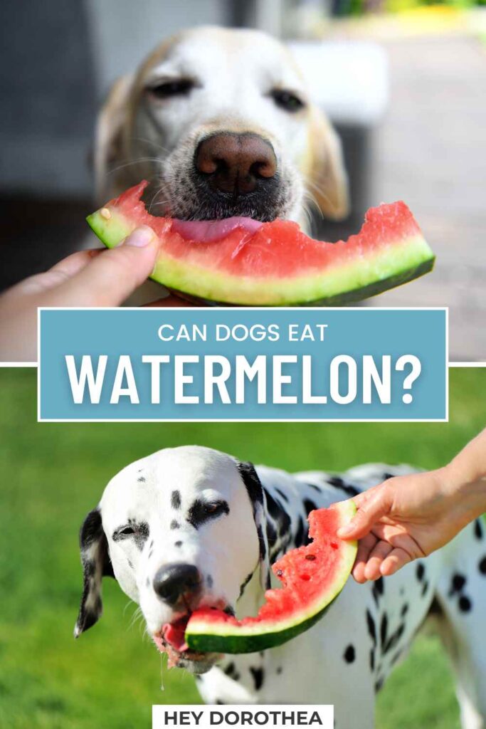 can dogs eat watermelon pin