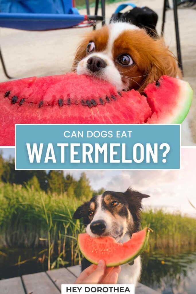 can dogs eat watermelon pin