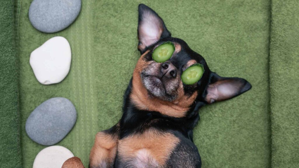 can dogs have cucumber