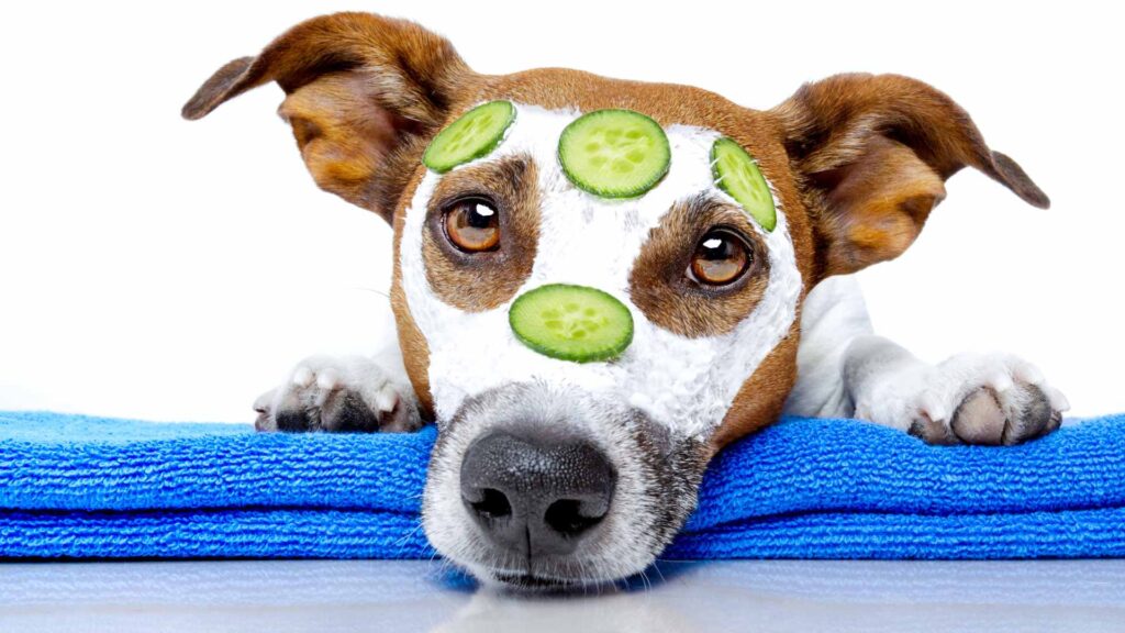 can dogs have cucumber