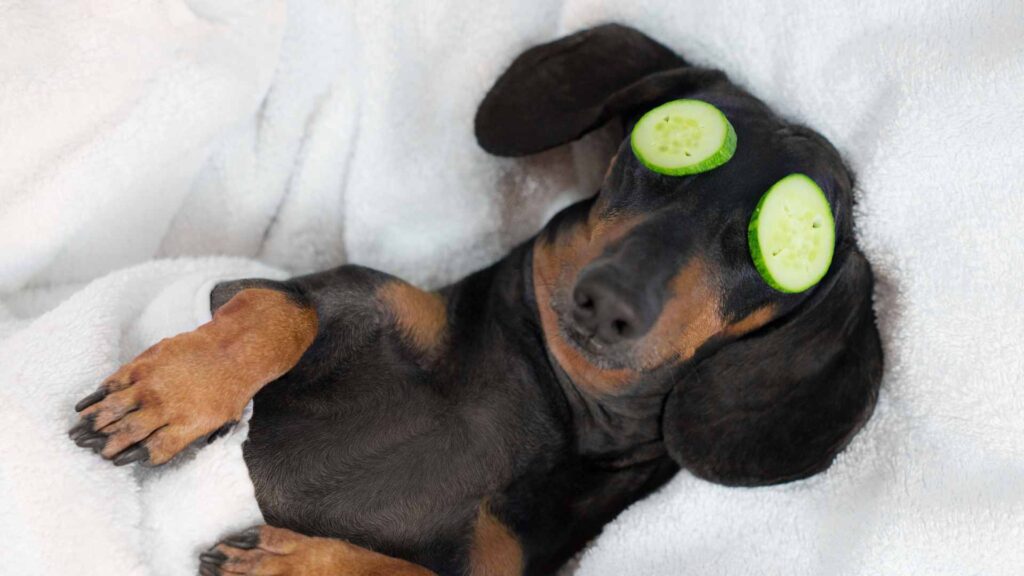 can dogs have cucumber