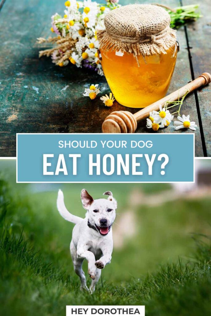 can dogs have honey pin