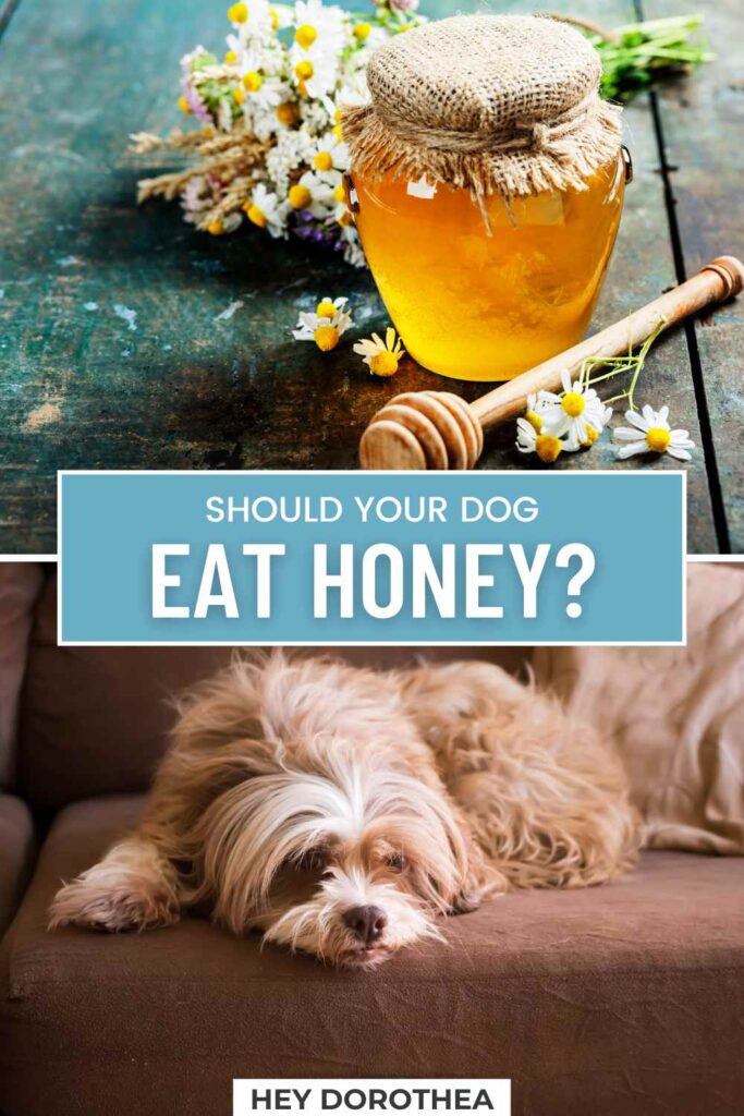 can dogs have honey pin