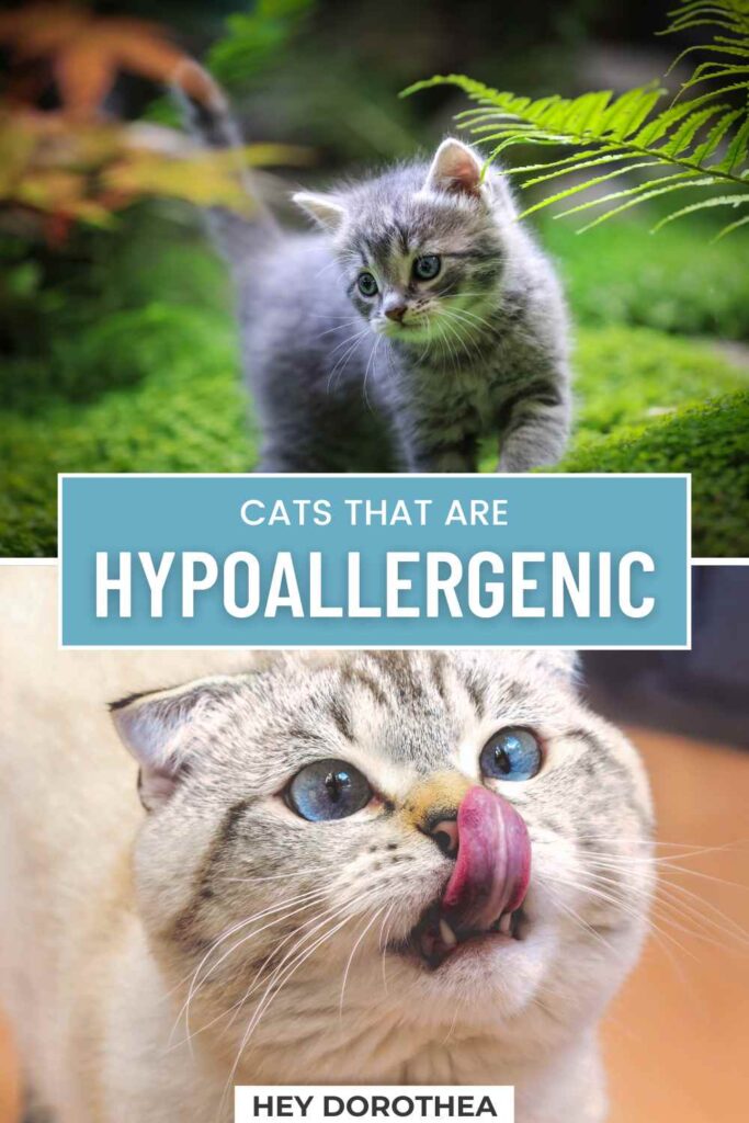 cats that are hypoallergenic pin