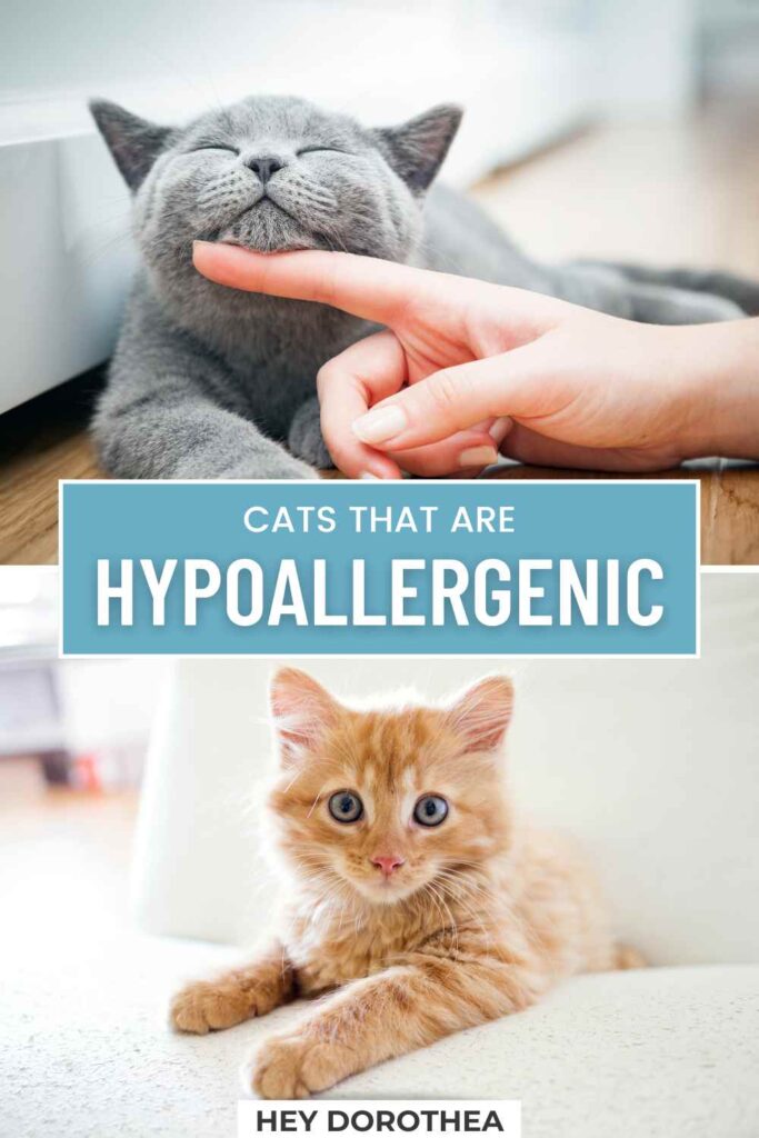 cats that are hypoallergenic pin