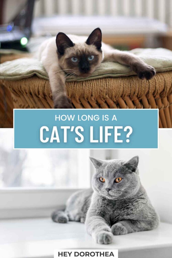 how long do cats live pin